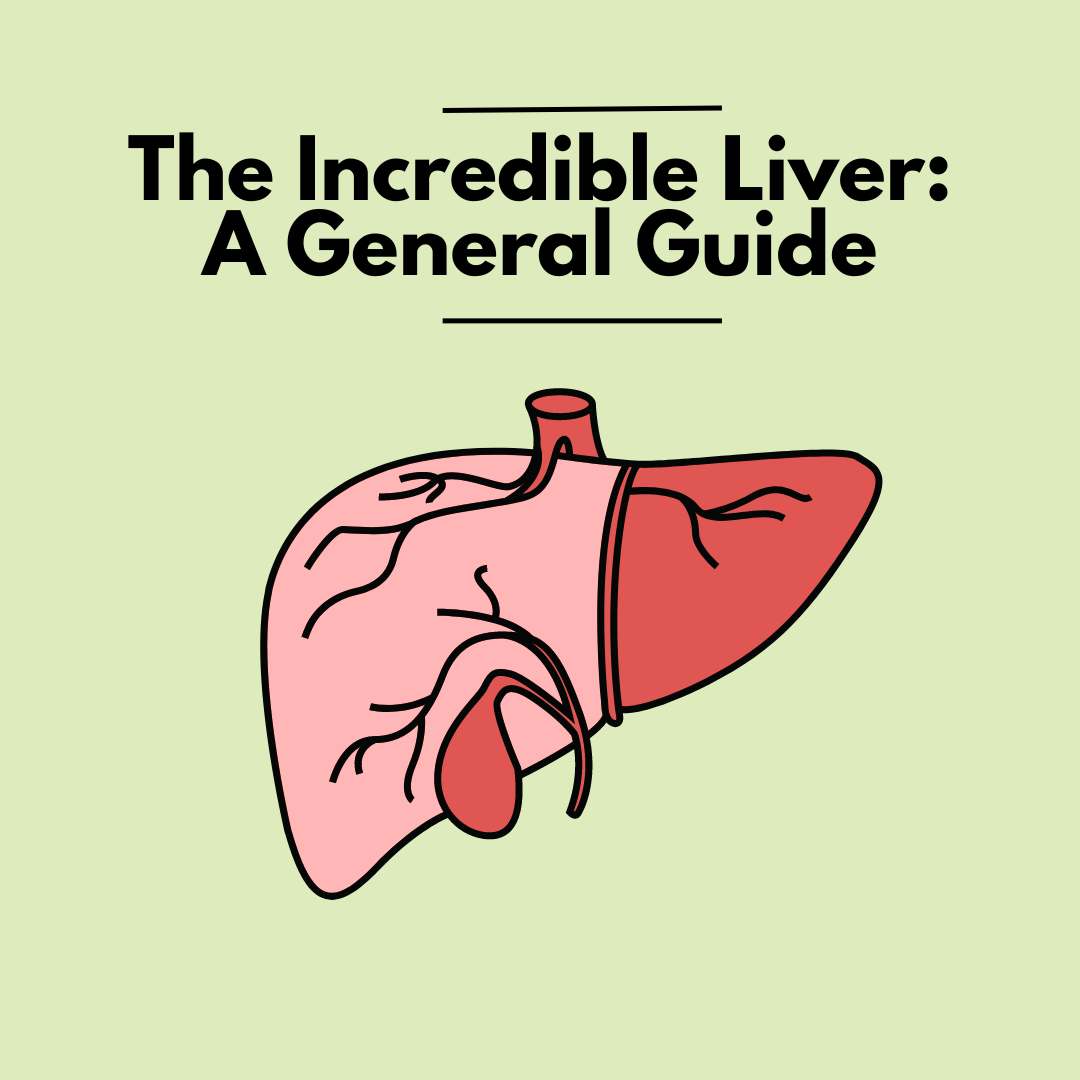 The Incredible Liver: Its Roles, Common Conditions, and Support
